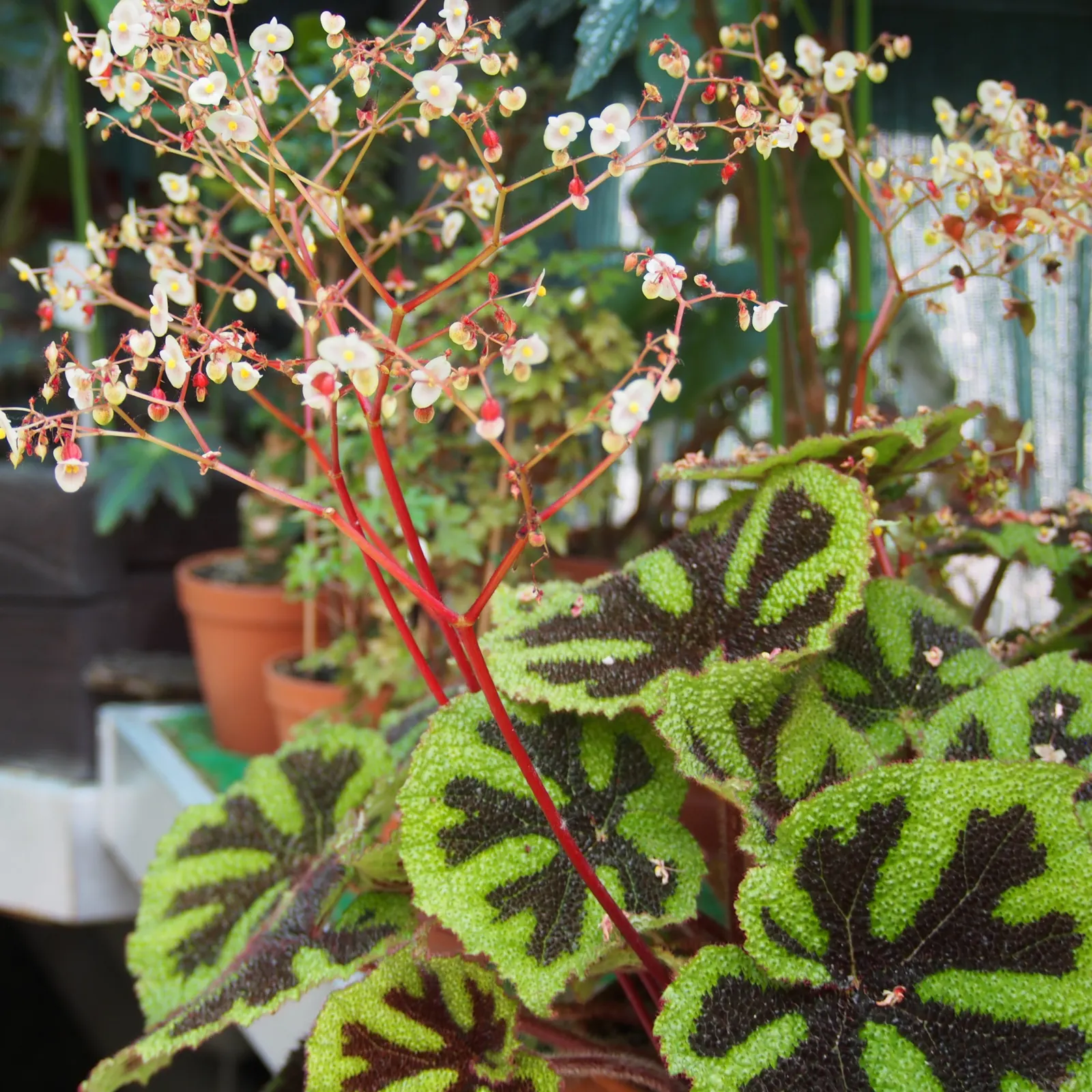Iron Cross Begonia (Begonia Masoniana) — and rich in organic matter; it is hardy in USDA zones 10 through 11, but in cooler climates, it can be grown indoors
