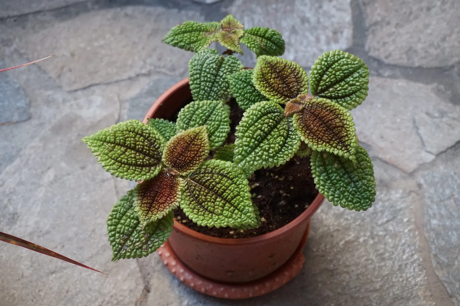 Iron Cross Begonia (Begonia Masoniana) — providing year-round foliar beauty
