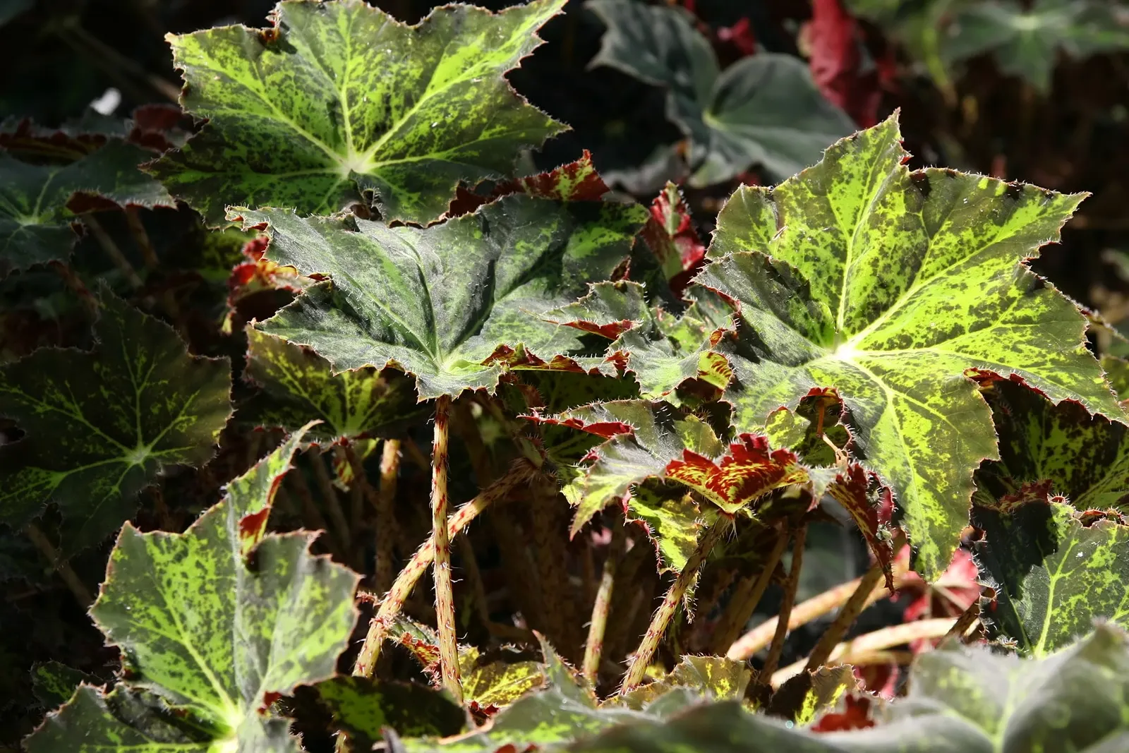 Iron Cross Begonia (Begonia Masoniana) — This striking plant thrives in well-drained, humus-rich soil and requires consistent moisture, image 25