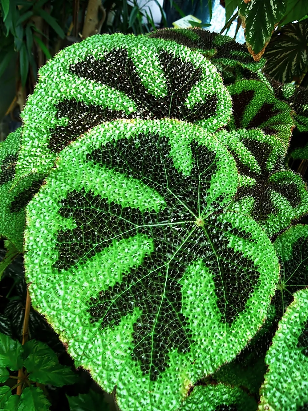 Iron Cross Begonia (Begonia Masoniana) — It prefers shade and reaches up to 18 inches tall and wide; it is hardy in USDA zones 10 through 11, but in cooler