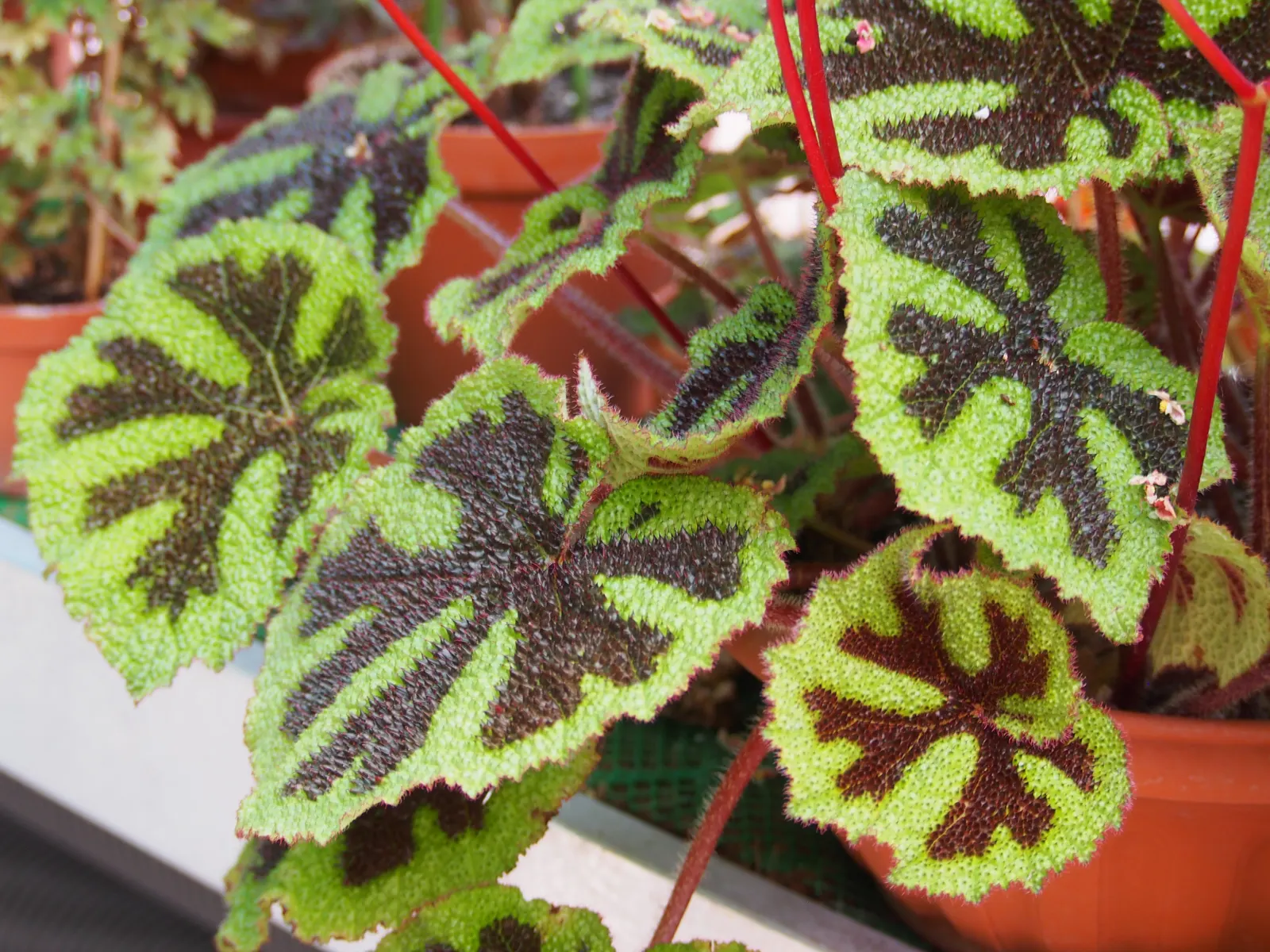 Iron Cross Begonia (Begonia Masoniana) — Ideal for adding texture and color to shaded beds or containers in a temperate landscape design; making them an