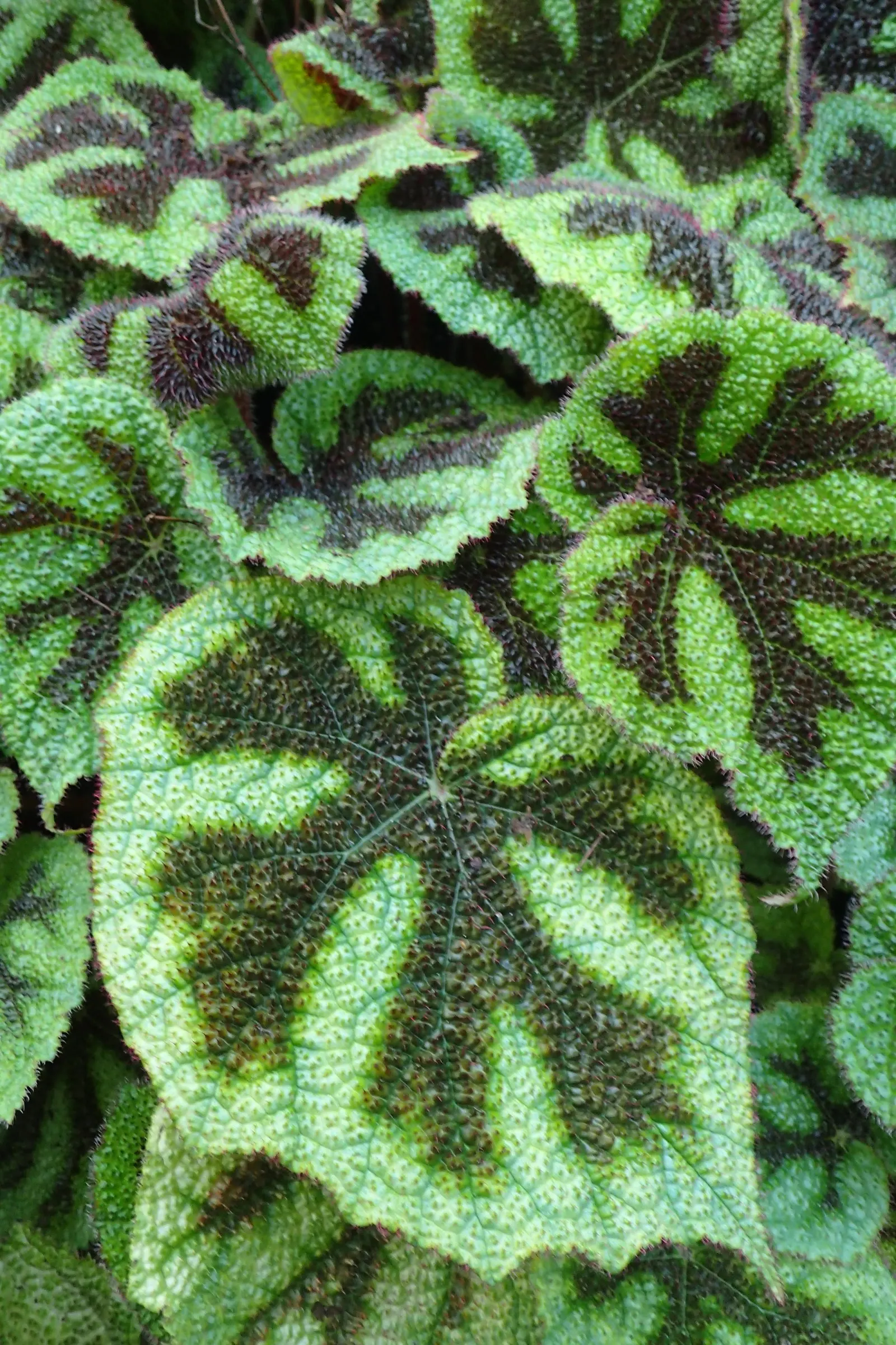 Iron Cross Begonia (Begonia Masoniana) — This Begonia species is not drought-tolerant and requires regular watering; this striking plant thrives in