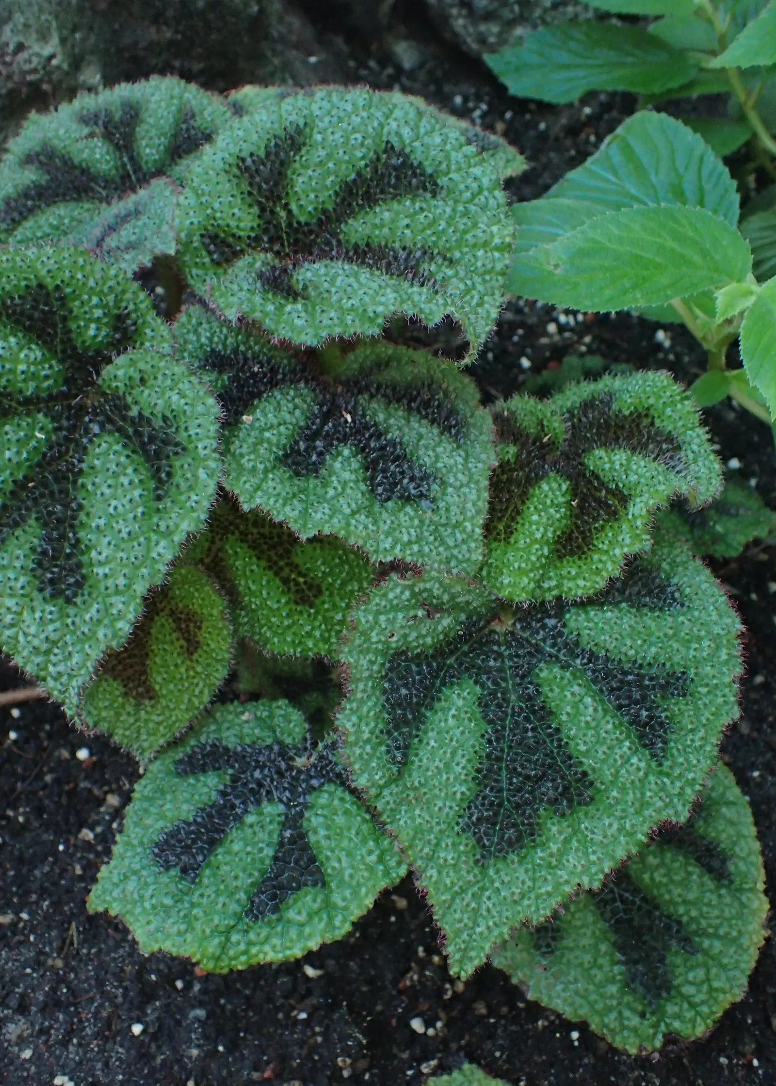 Iron Cross Begonia (Begonia Masoniana) — Ideal for adding texture and color to shaded beds or containers in a temperate landscape design