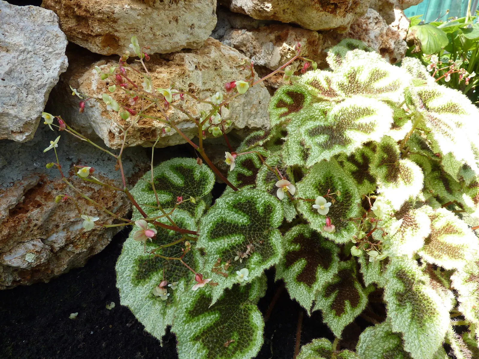 Iron Cross Begonia (Begonia Masoniana) — deep green foliage adorned with a reddish-brown 'iron cross' pattern
