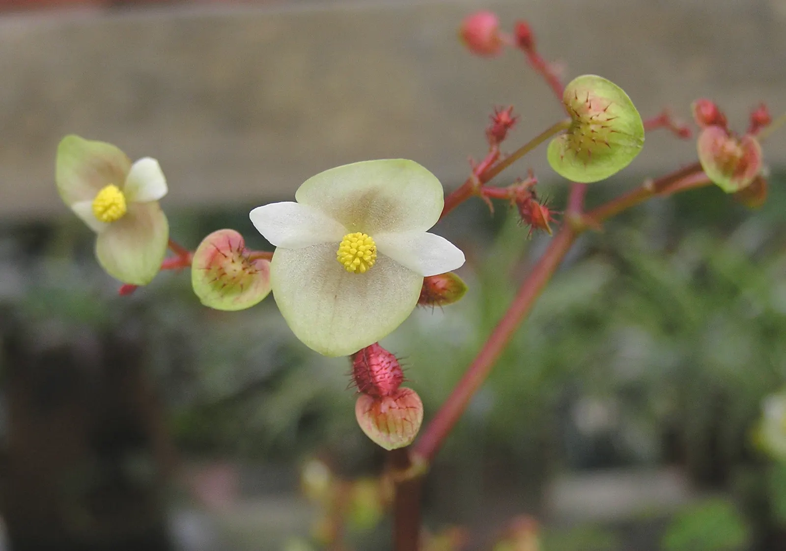 Iron Cross Begonia (Begonia Masoniana) — vibrant component in your garden