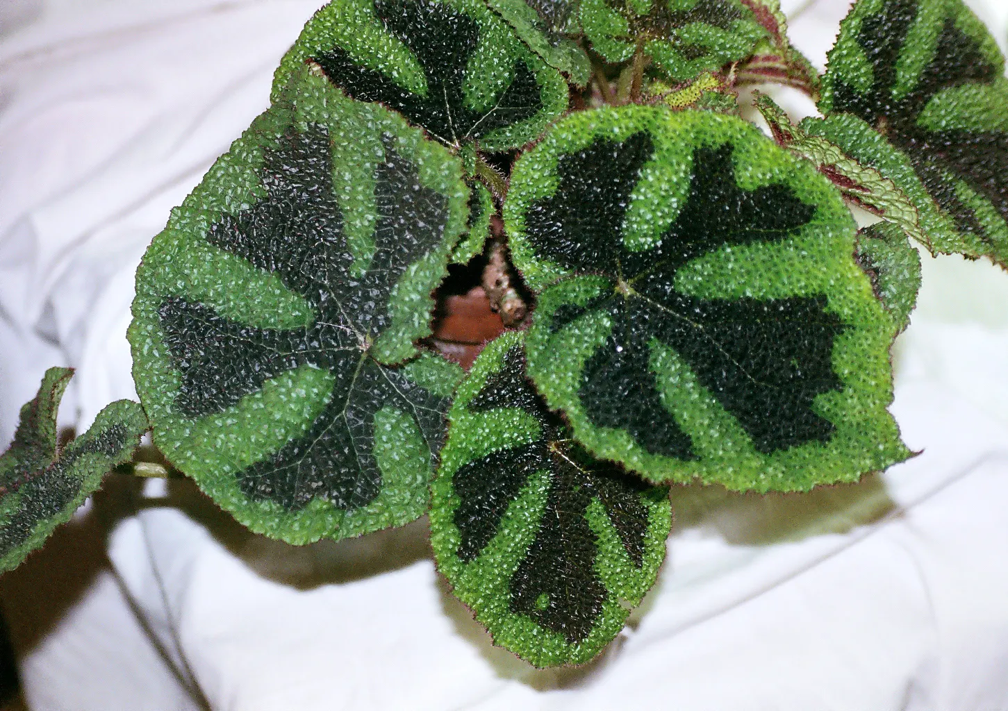 Iron Cross Begonia (Begonia Masoniana) — vibrant component in your garden; this striking plant thrives in well-drained, humus-rich soil and requires consistent