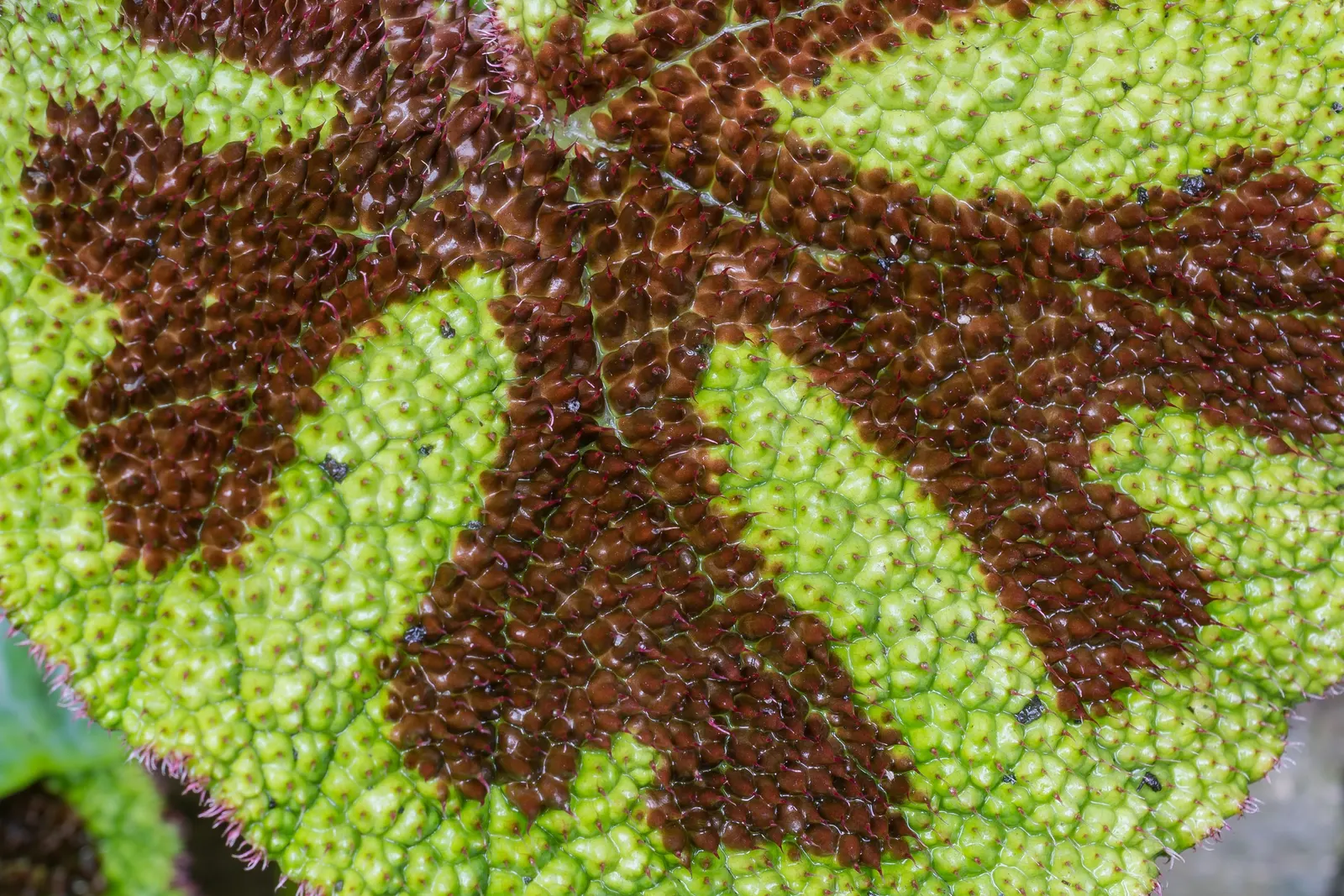 Iron Cross Begonia (Begonia Masoniana) — It prefers shade and reaches up to 18 inches tall and wide