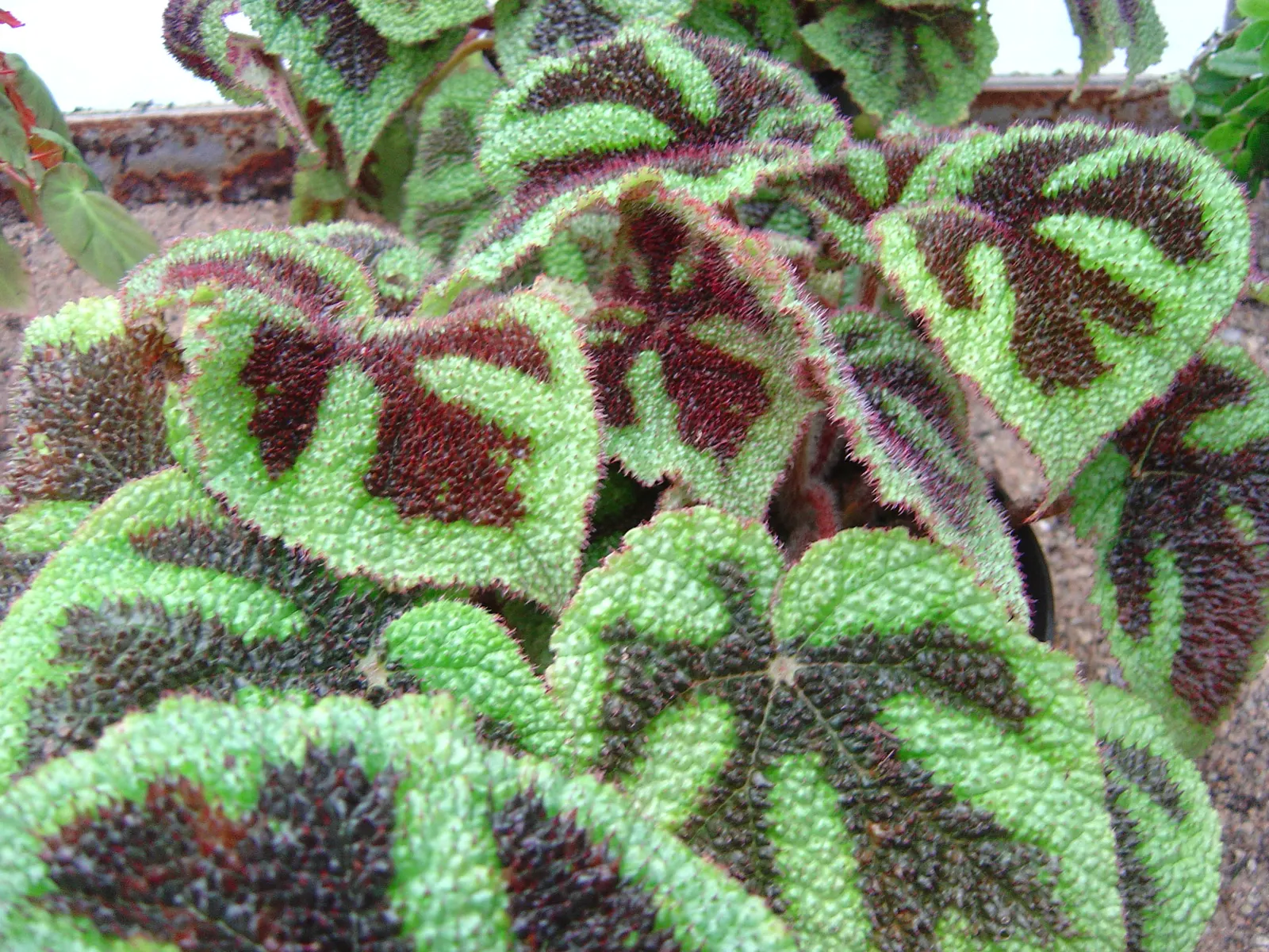 Iron Cross Begonia (Begonia Masoniana) — This Begonia species is not drought-tolerant and requires regular watering