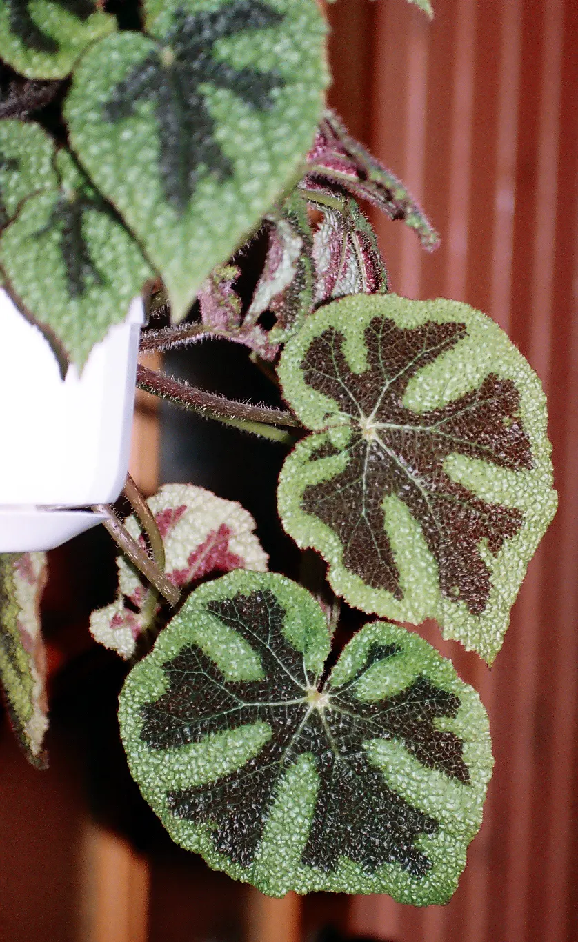 Iron Cross Begonia (Begonia Masoniana) — Given these care requirements; it is hardy in USDA zones 10 through 11, but in cooler climates, it can be grown