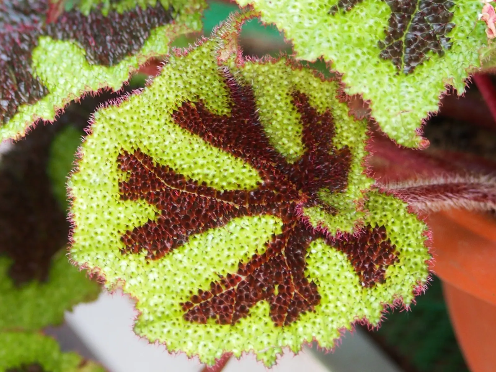 Iron Cross Begonia (Begonia Masoniana) — making them an excellent choice for ground cover or for accenting container plantings, image 32