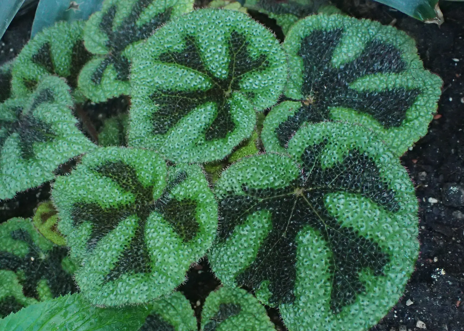 Iron Cross Begonia (Begonia Masoniana) — is a distinctive evergreen perennial revered for its ornamental foliage