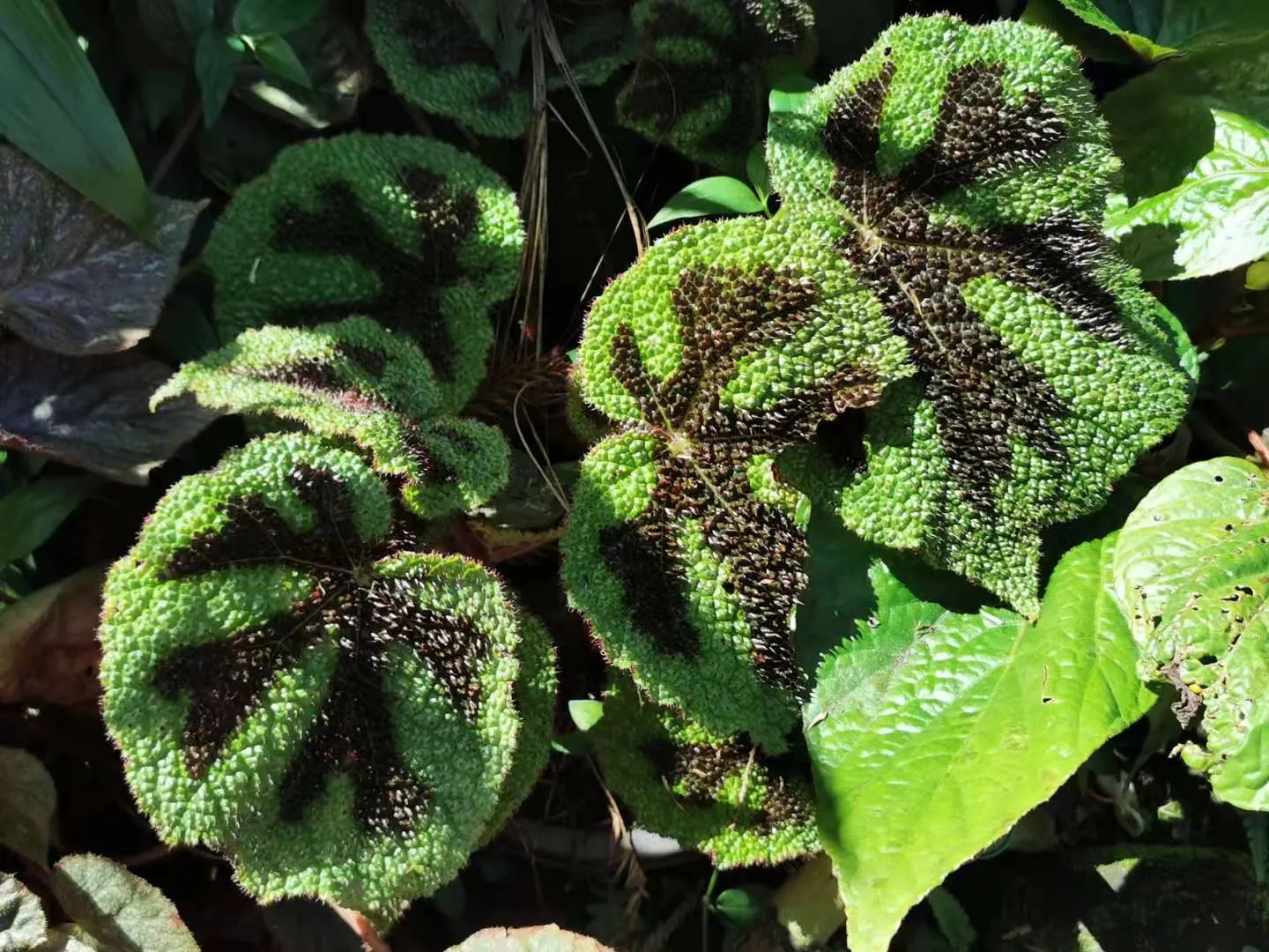 Iron Cross Begonia (Begonia Masoniana) — is a distinctive perennial known for its broad