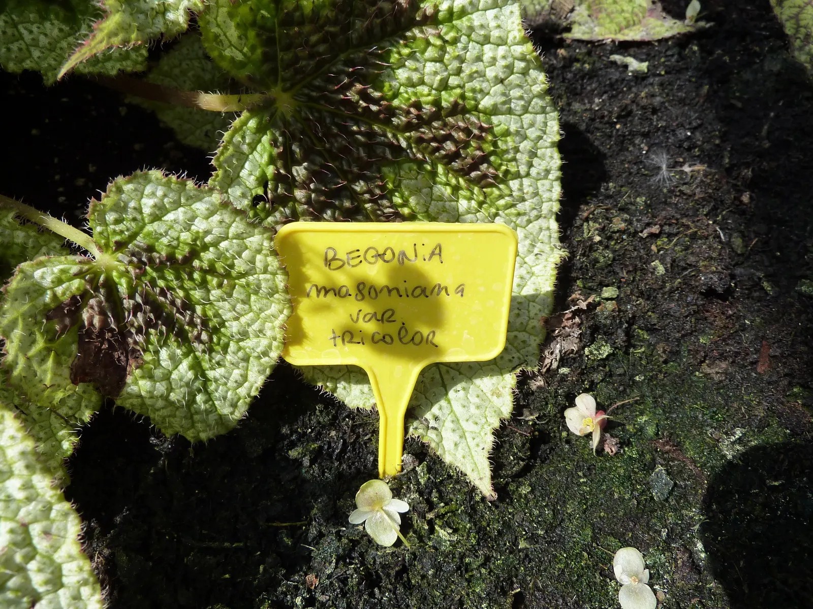Iron Cross Begonia (Begonia Masoniana) — is a distinctive evergreen perennial revered for its ornamental foliage; this striking plant thrives in well-drained