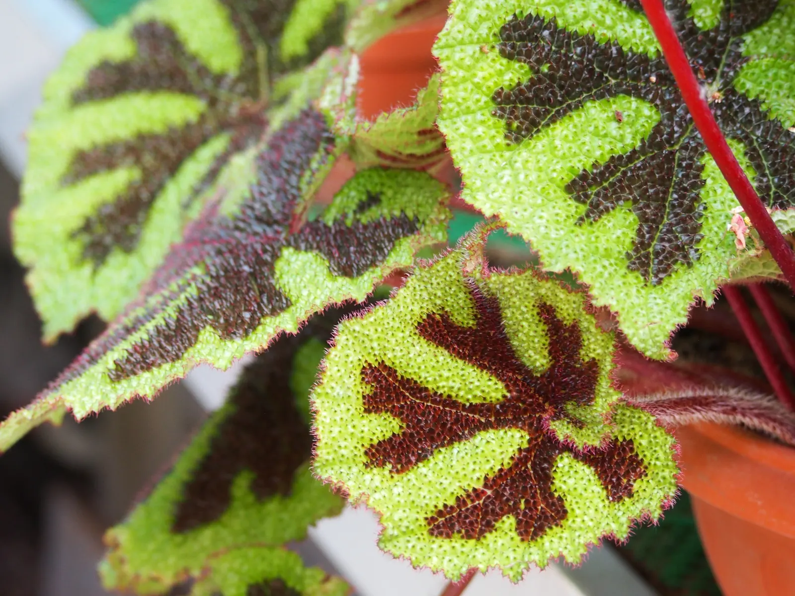 Iron Cross Begonia (Begonia Masoniana) — commonly known as Iron Cross Begonia; it is hardy in USDA zones 10 through 11, but in cooler climates, it can be grown