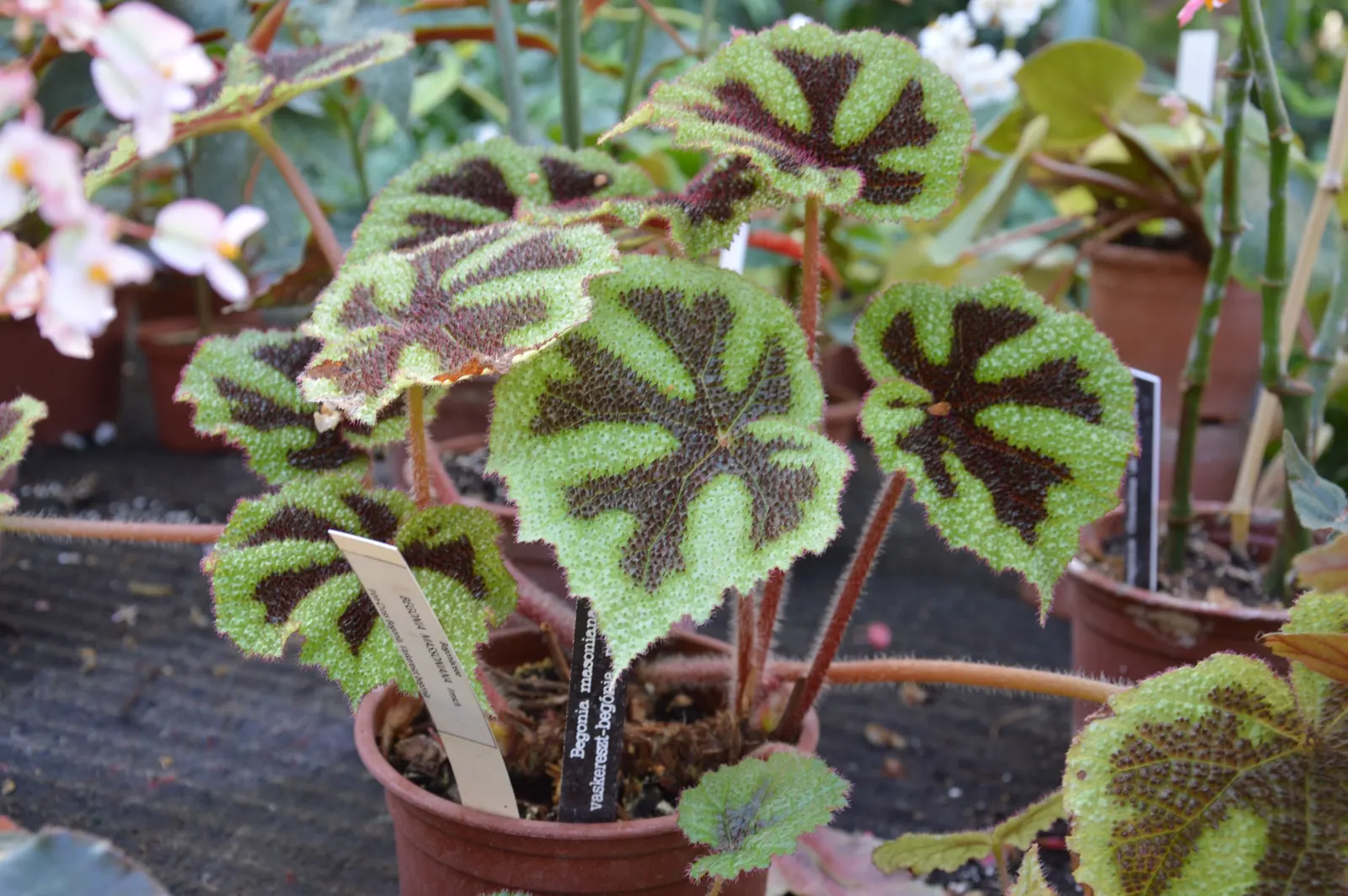 Iron Cross Begonia (Begonia Masoniana) — is a distinctive perennial known for its broad; this striking plant thrives in well-drained, humus-rich soil and