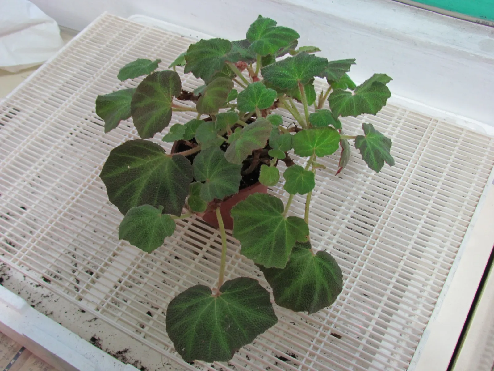 Iron Cross Begonia (Begonia Masoniana) — deep green foliage adorned with a reddish-brown 'iron cross' pattern; making them an excellent choice for ground cover
