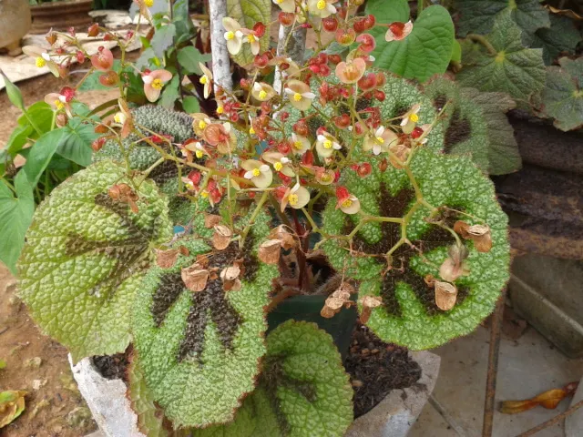 Iron Cross Begonia (Begonia Masoniana) — perennial for full or half or shade