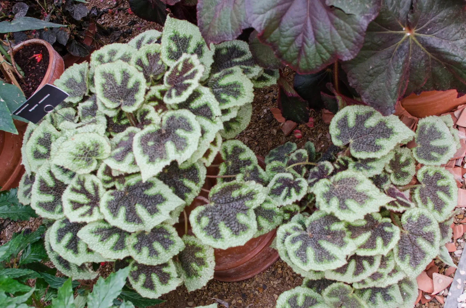 Iron Cross Begonia (Begonia Masoniana) — providing year-round foliar beauty; making them an excellent choice for ground cover or for accenting container