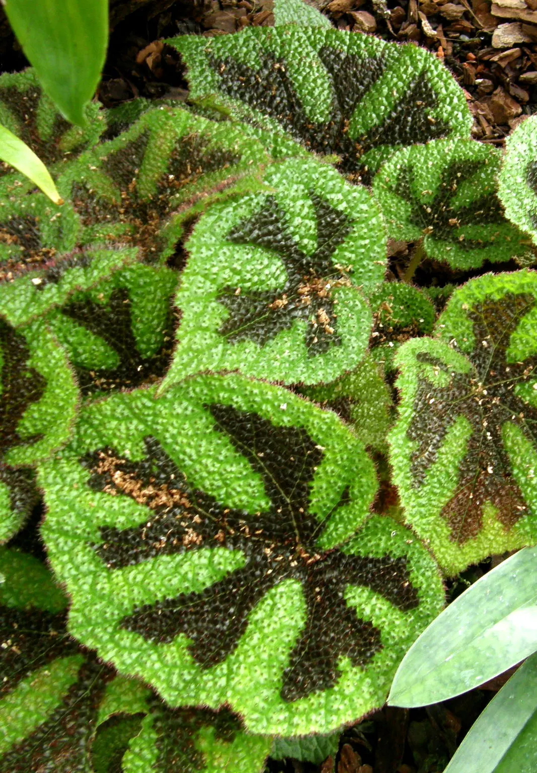 Iron Cross Begonia (Begonia Masoniana) — perennial with pink blooms