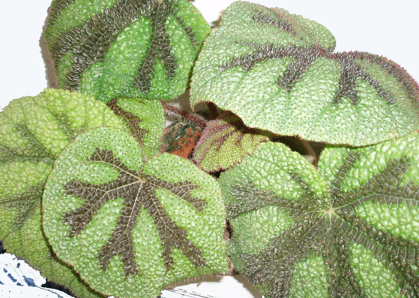 Iron Cross Begonia (Begonia Masoniana) — avoiding water logging as it may lead to root rot