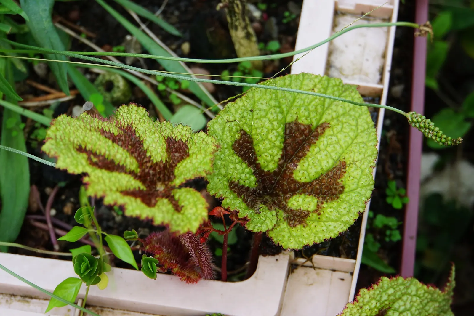 Iron Cross Begonia (Begonia Masoniana) — which makes a striking addition to any landscape design