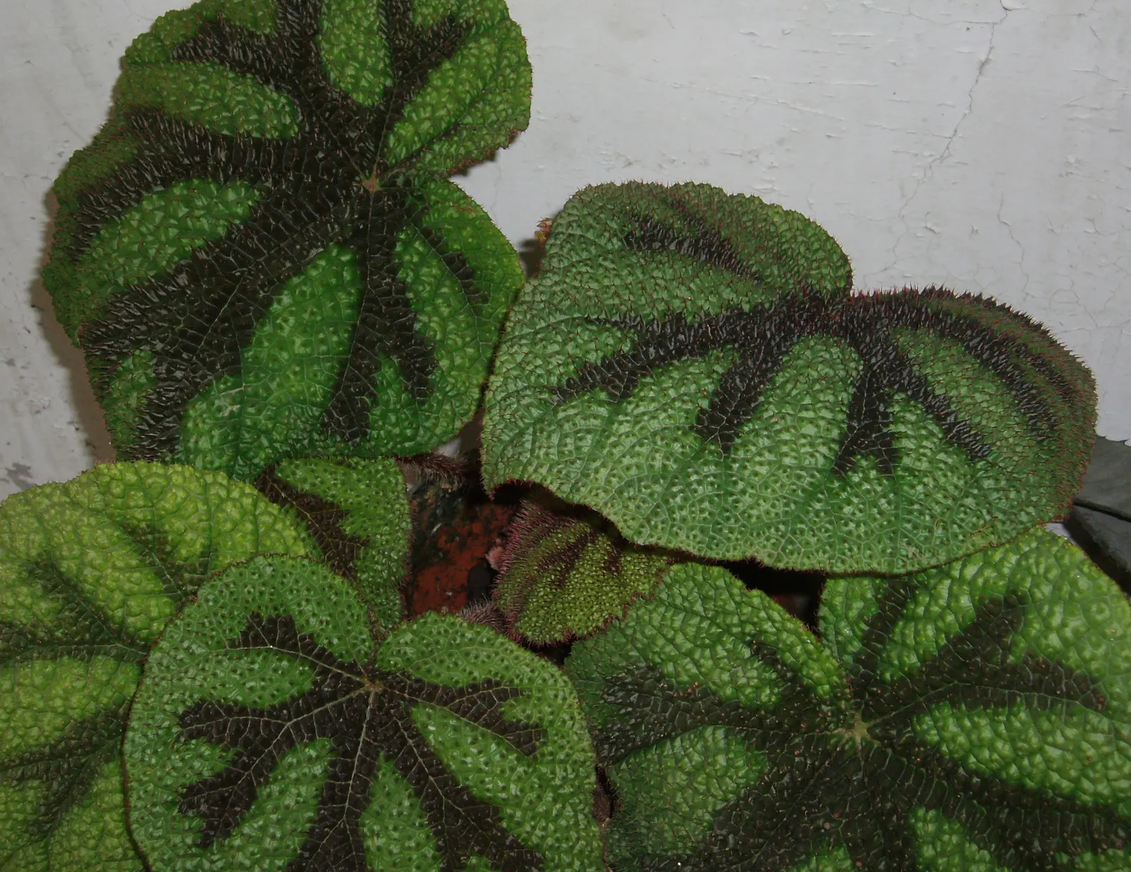 Iron Cross Begonia (Begonia Masoniana) — making them an excellent choice for ground cover or for accenting container plantings