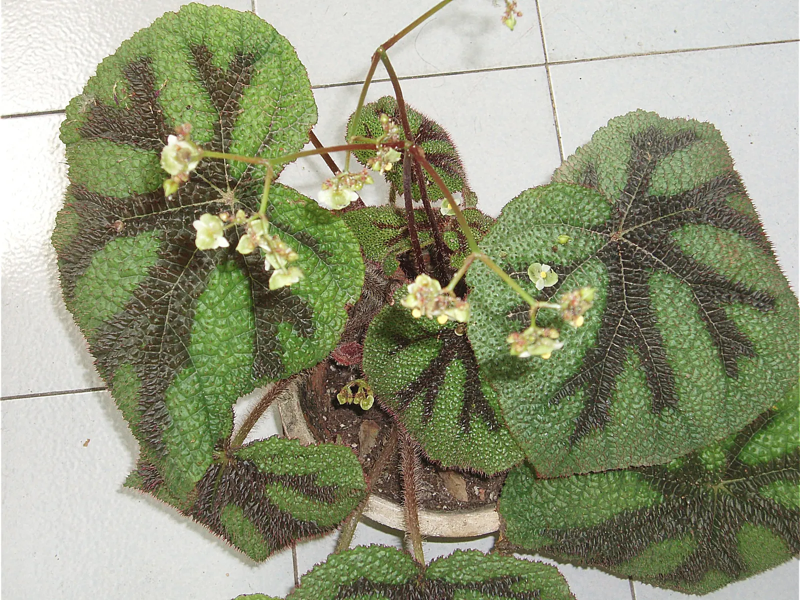 Iron Cross Begonia (Begonia Masoniana) — It is hardy in USDA zones 10 through 11, but in cooler climates, it can be grown indoors or as a summer annual