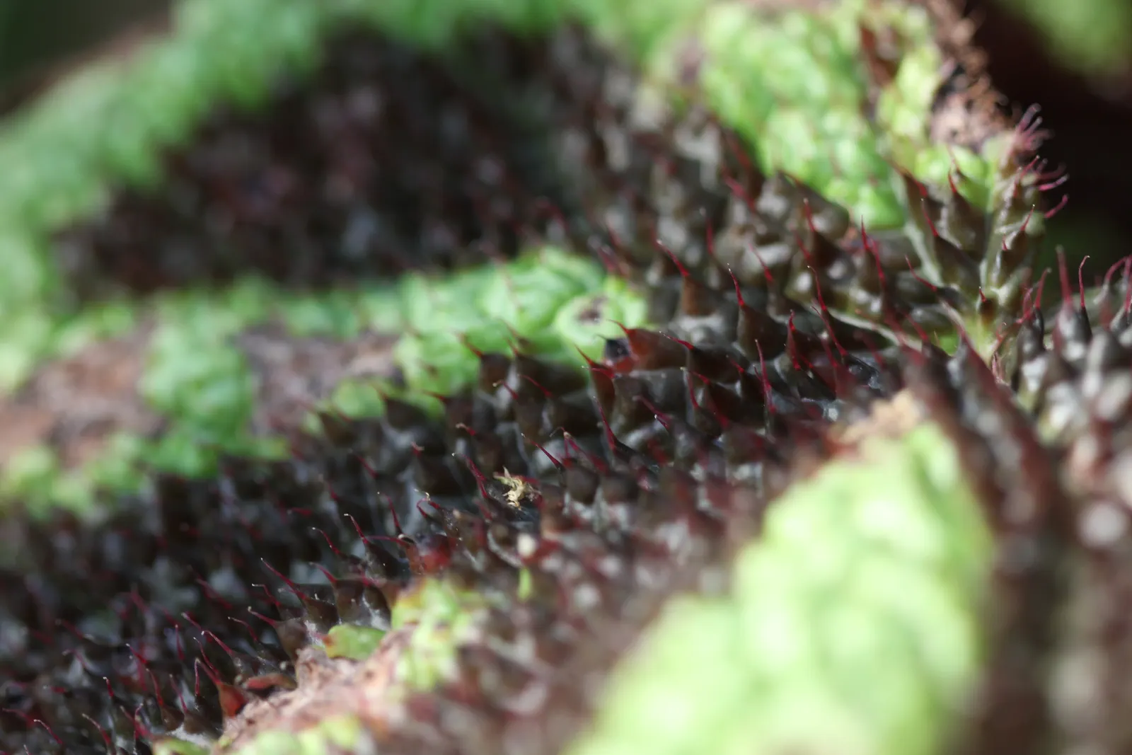 Iron Cross Begonia (Begonia Masoniana) — Given these care requirements