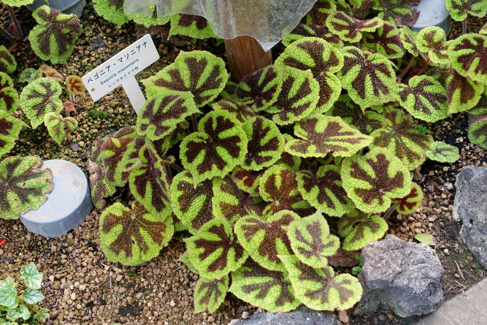 Iron Cross Begonia (Begonia Masoniana) — and rich in organic matter