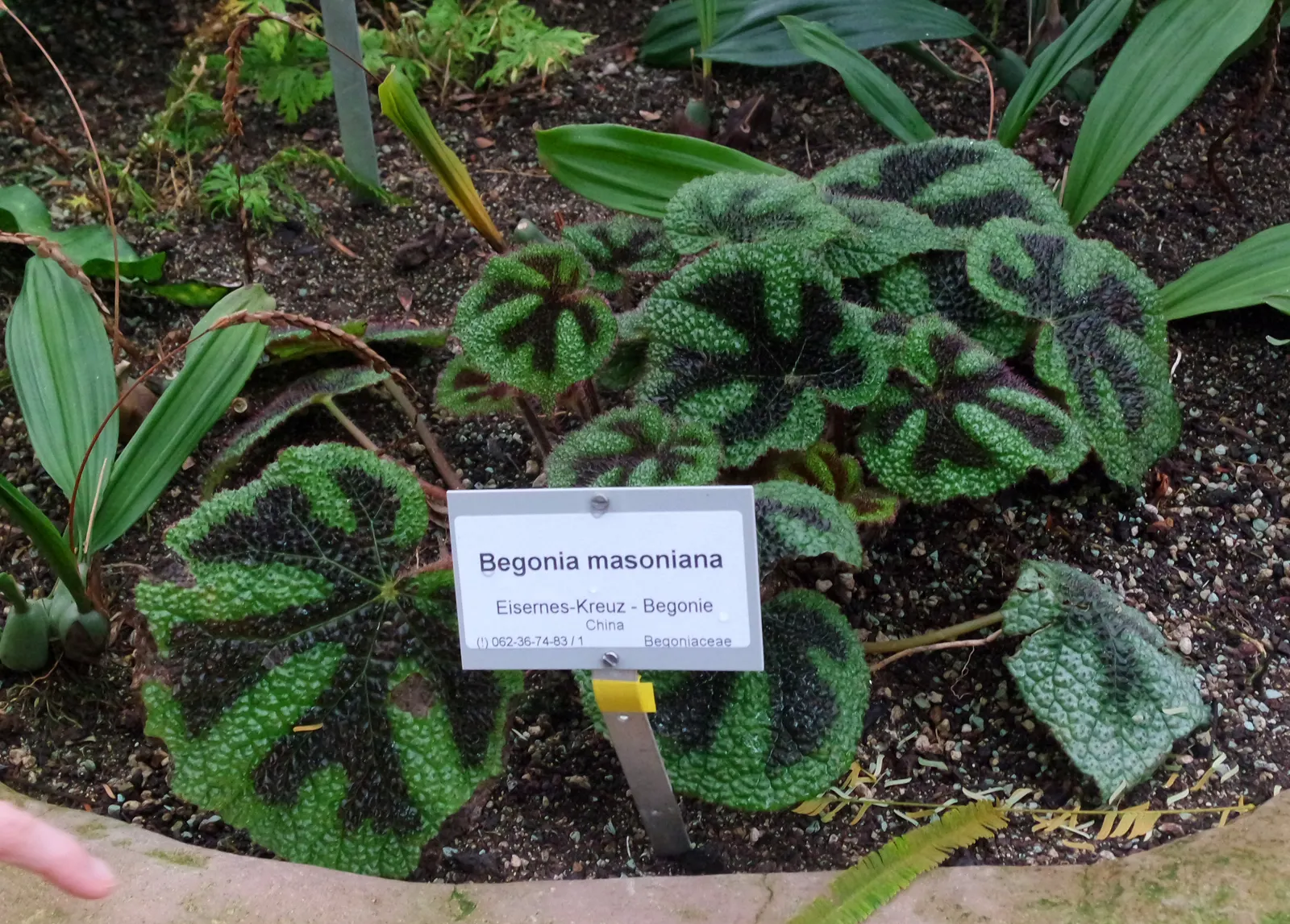 Iron Cross Begonia (Begonia Masoniana) — pebbly-textured leaf surface