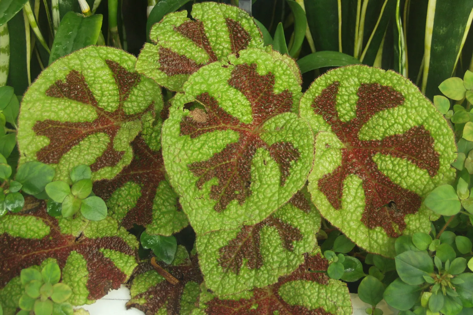 Iron Cross Begonia (Begonia Masoniana) — commonly known as Iron Cross Begonia