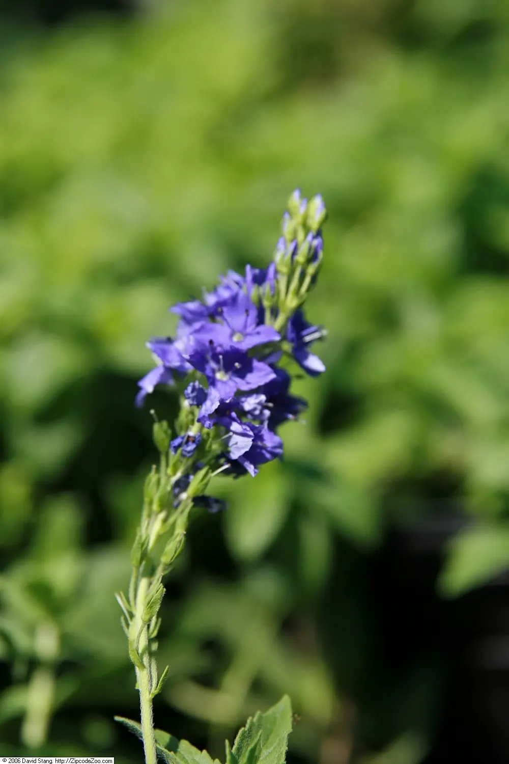 Crater Lake Blue, Speedwell (Veronica Latifolium 'Crater Lake Blue') — or Crater Lake Blue Speedwell