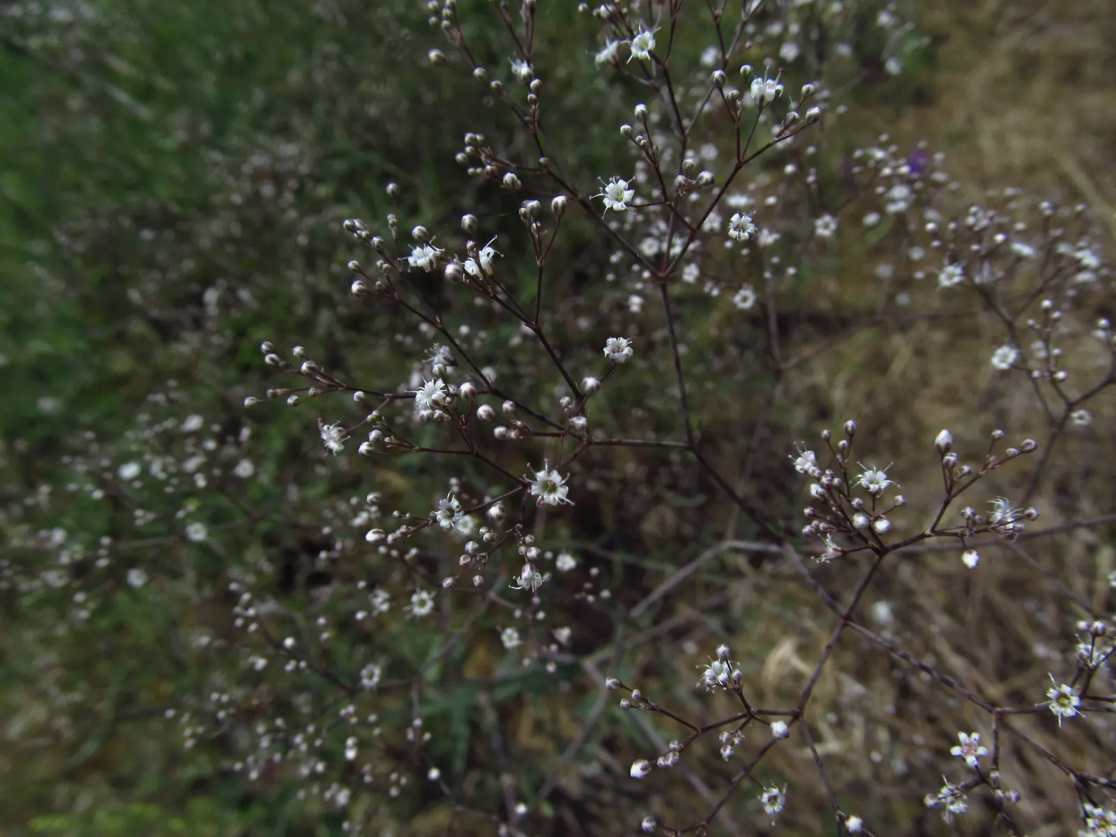 Baby's Breath, Baby'S-Breath (Gypsophila Paniculata) — Hardiness is a notable feature; but can tolerate partial shade, image 70
