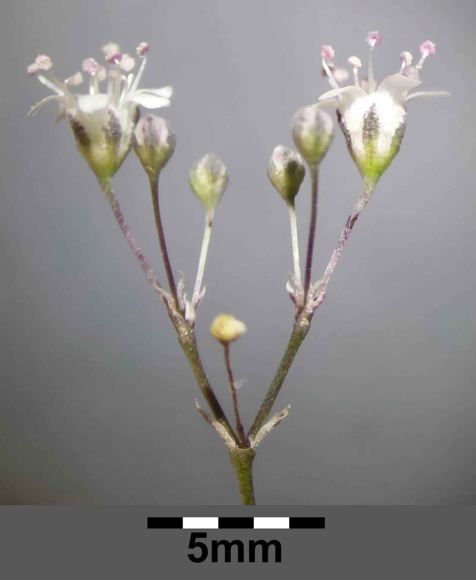 Baby's Breath, Baby'S-Breath (Gypsophila Paniculata) — and as a complement to roses; trim back after the first bloom to encourage a second flowering and denser