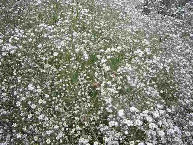 Baby's Breath, Baby'S-Breath (Gypsophila Paniculata) — is a beloved perennial valued for its airy clouds of tiny white flowers; but can tolerate, image 86