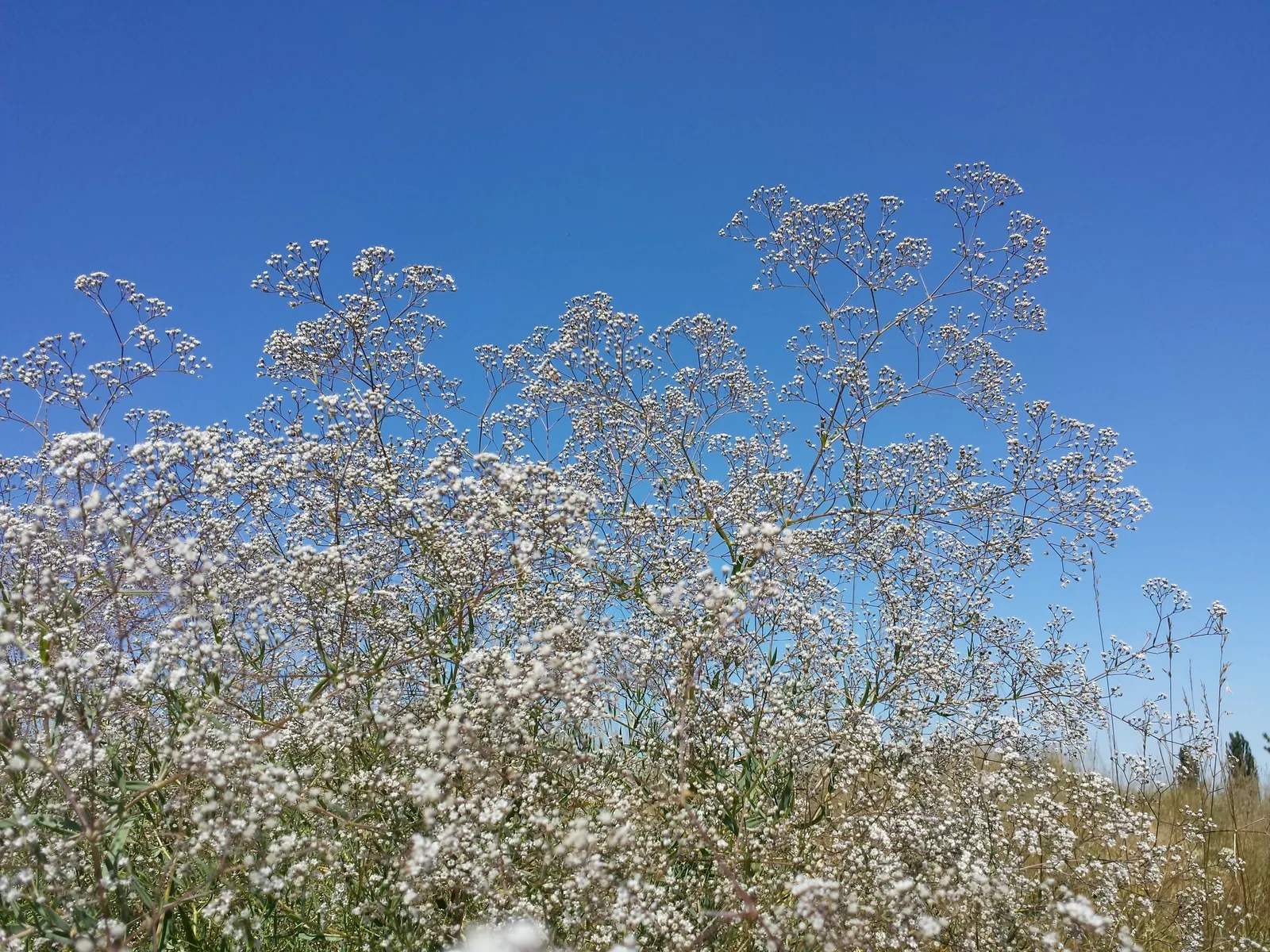 Baby's Breath, Baby'S-Breath (Gypsophila Paniculata) — Favored in garden designs for its delicate texture