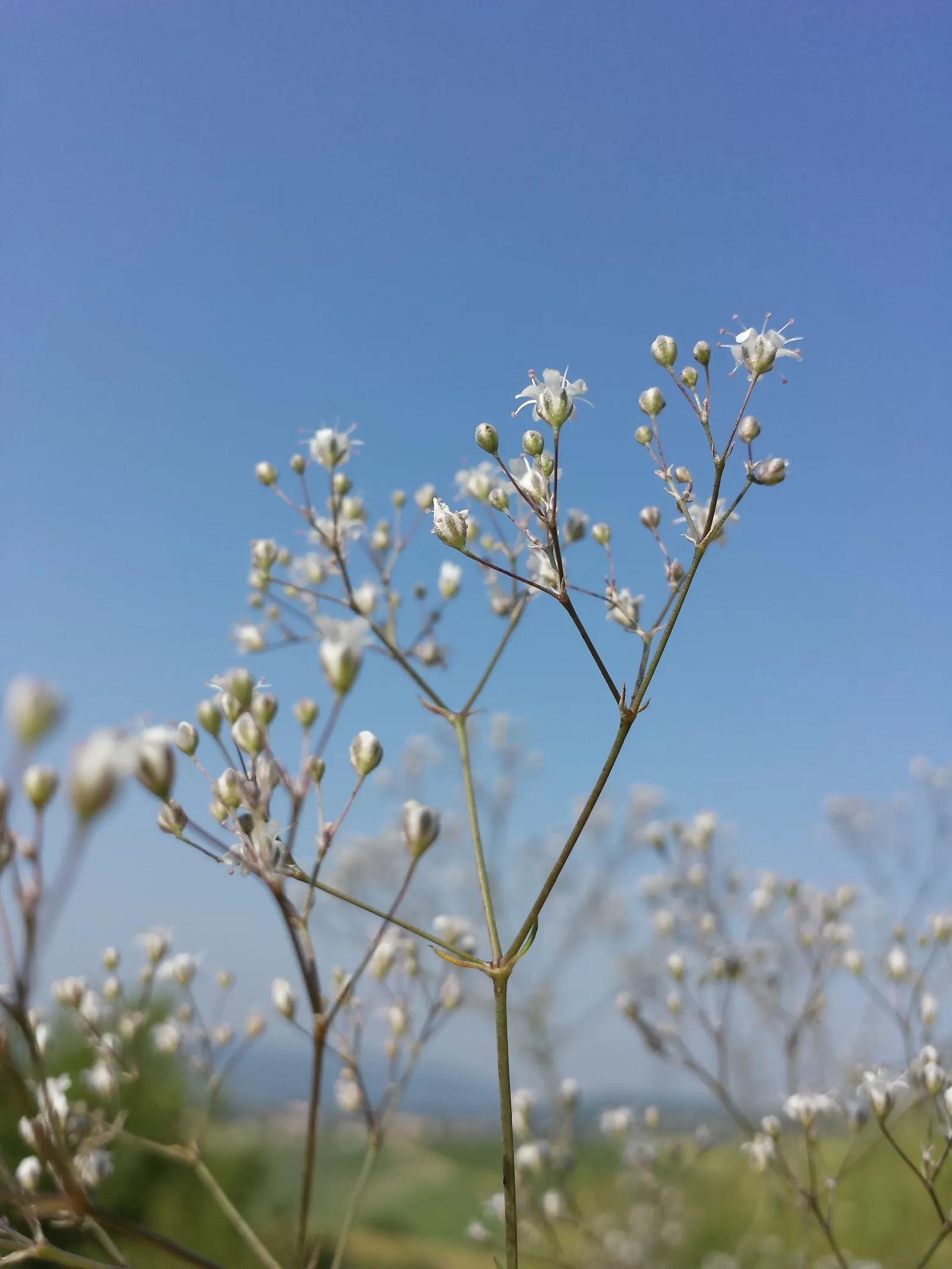 Baby's Breath, Baby'S-Breath (Gypsophila Paniculata) — Baby's Breath adds a light; this plant reaches up to 3 feet in height and spreads up to 2 feet