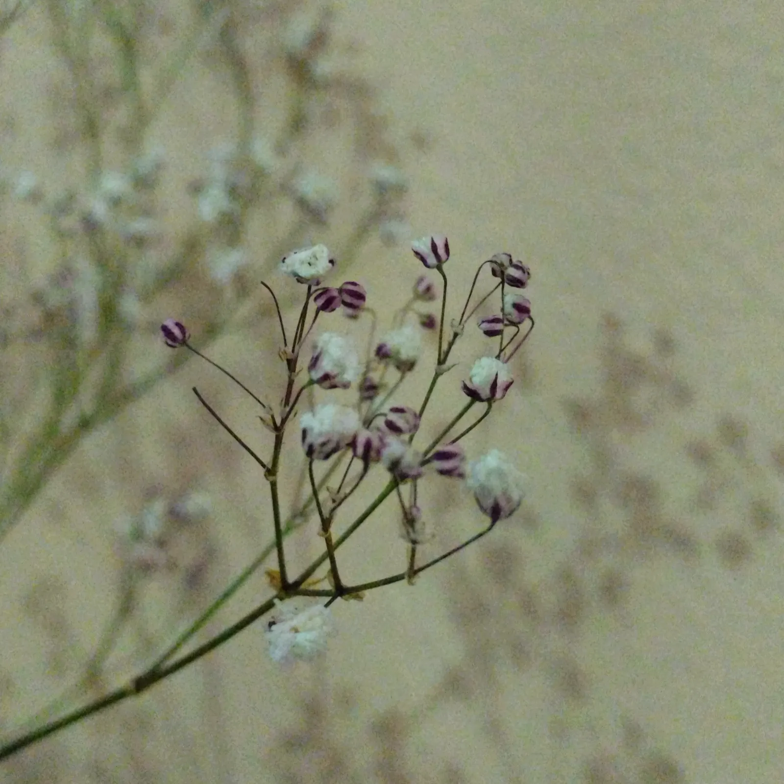 Baby's Breath, Baby'S-Breath (Gypsophila Paniculata) — this plant reaches up to 3 feet in height and spreads up to 2 feet; trim back after the first bloom to