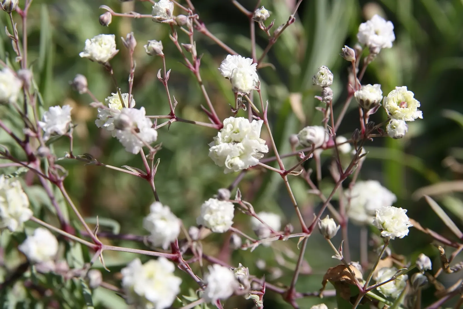 Baby's Breath, Baby'S-Breath (Gypsophila Paniculata) — Thriving in full sun and well-drained soil
