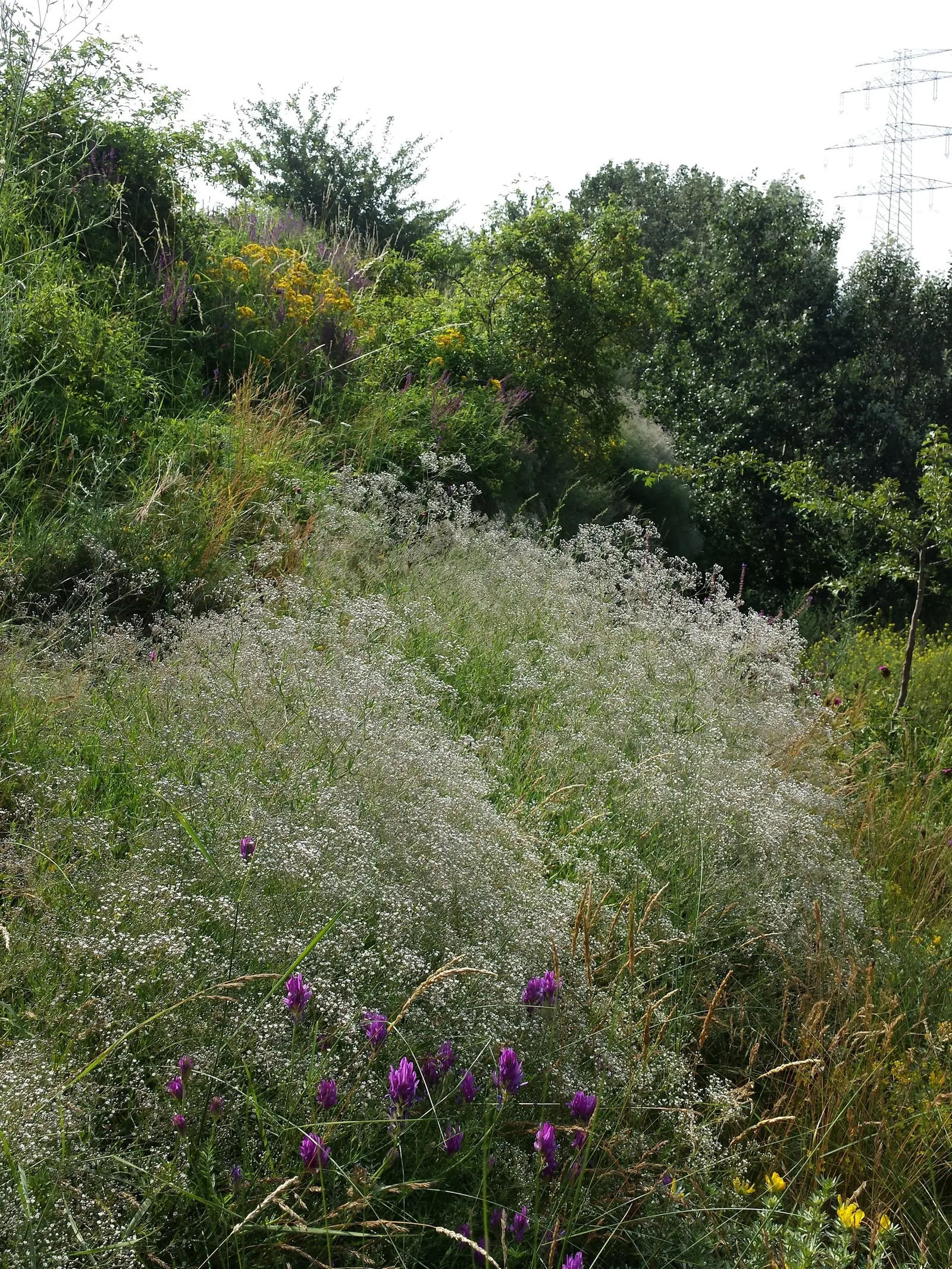 Baby's Breath, Baby'S-Breath (Gypsophila Paniculata) — with a similar spread of 2 to 3 feet