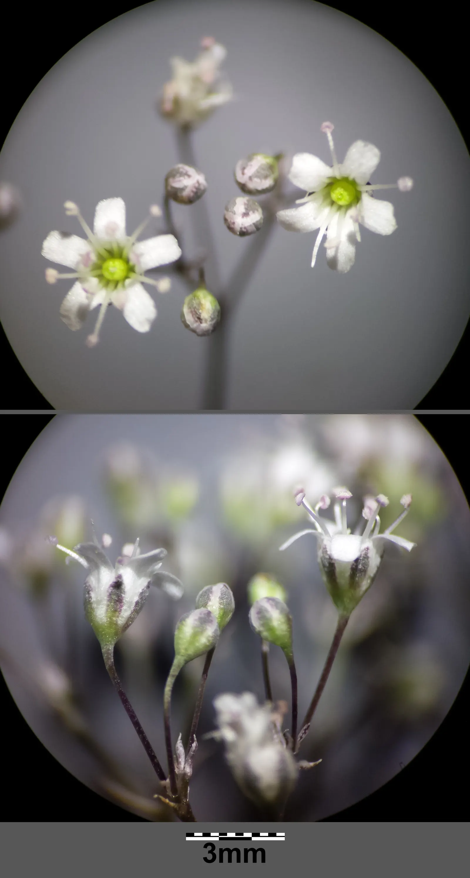 Baby's Breath, Baby'S-Breath (Gypsophila Paniculata) — It can also become a focal point when grown as a solitary specimen; this plant reaches up to, image 77