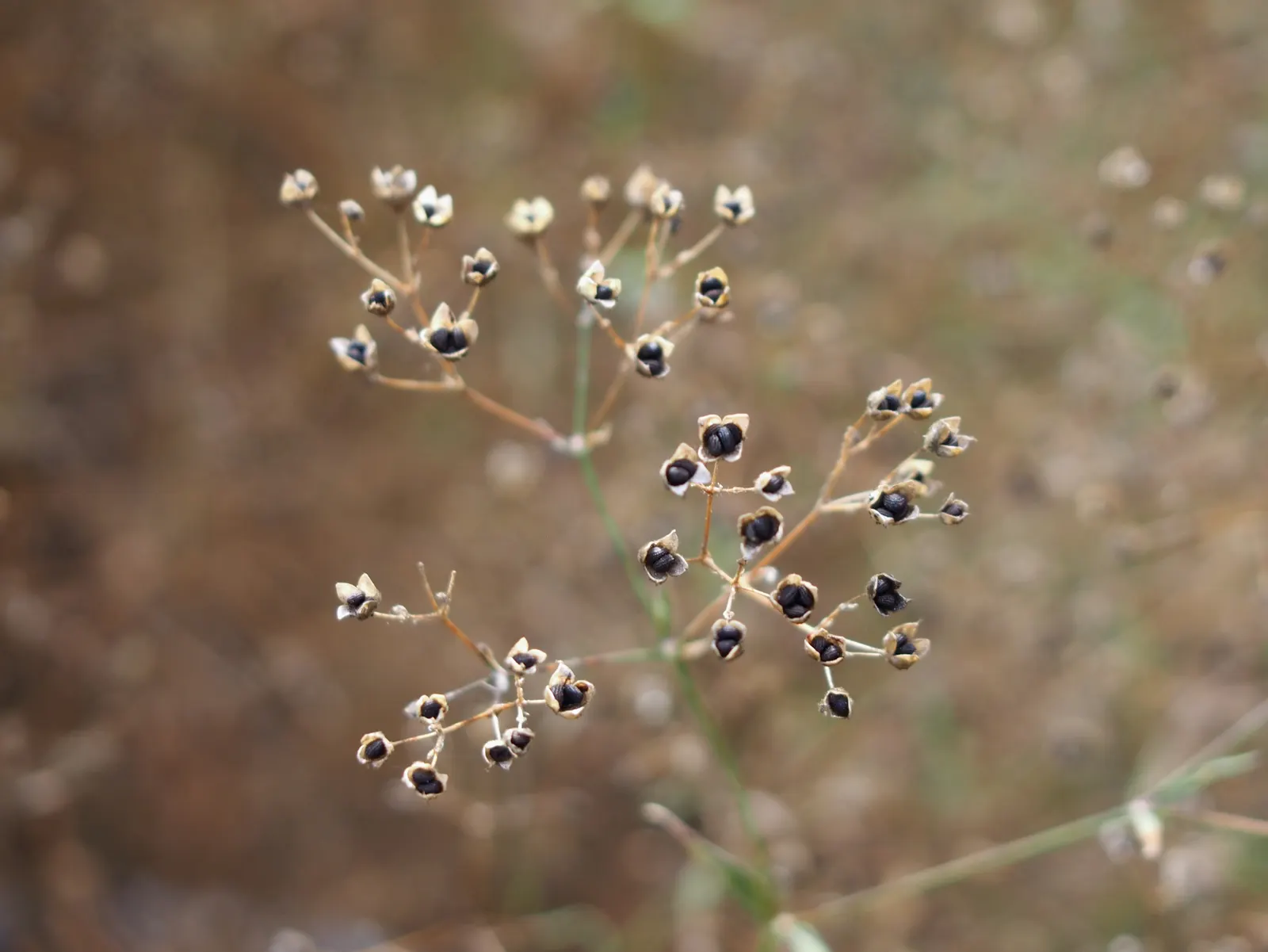 Baby's Breath, Baby'S-Breath (Gypsophila Paniculata) — It can also become a focal point when grown as a solitary specimen; this plant reaches up to 3 feet in