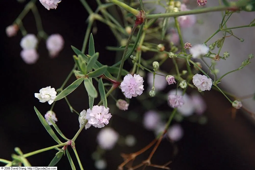 Baby's Breath, Baby'S-Breath (Gypsophila Paniculata) — suitable for USDA Zones 3 through 9.<br><br>Offering a long blooming period from early to, image 44