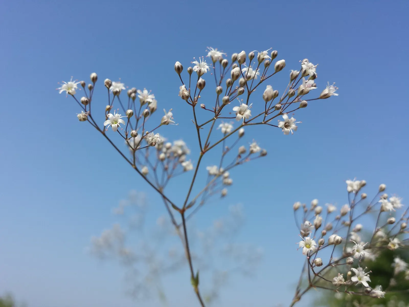 Baby's Breath, Baby'S-Breath (Gypsophila Paniculata) — perennial with pink and white blooms; airy touch to any garden design, image 83