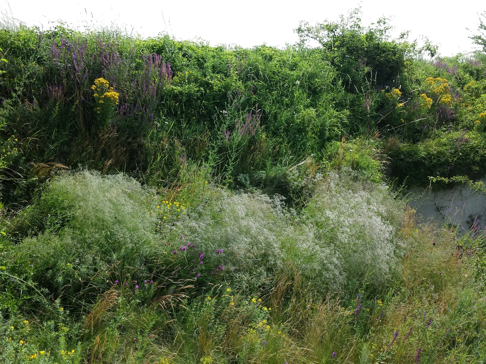 Baby's Breath, Baby'S-Breath (Gypsophila Paniculata) — and as a complement to roses