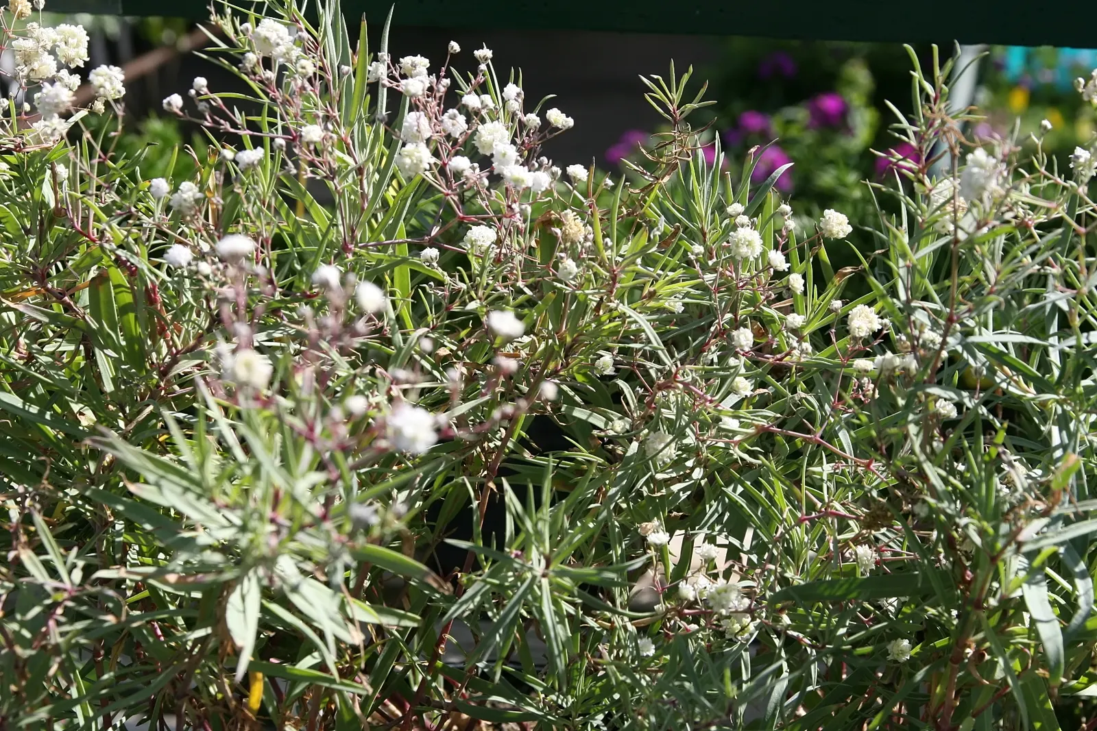 Baby's Breath, Baby'S-Breath (Gypsophila Paniculata) — with a similar spread of 2 to 3 feet; but can tolerate partial shade, image 66