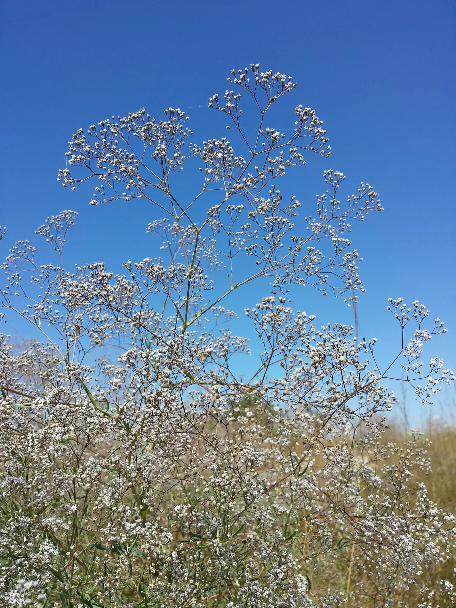 Baby's Breath, Baby'S-Breath (Gypsophila Paniculata) — Baby's Breath adds a light; this plant reaches up to 3 feet in height and spreads up to 2, image 73