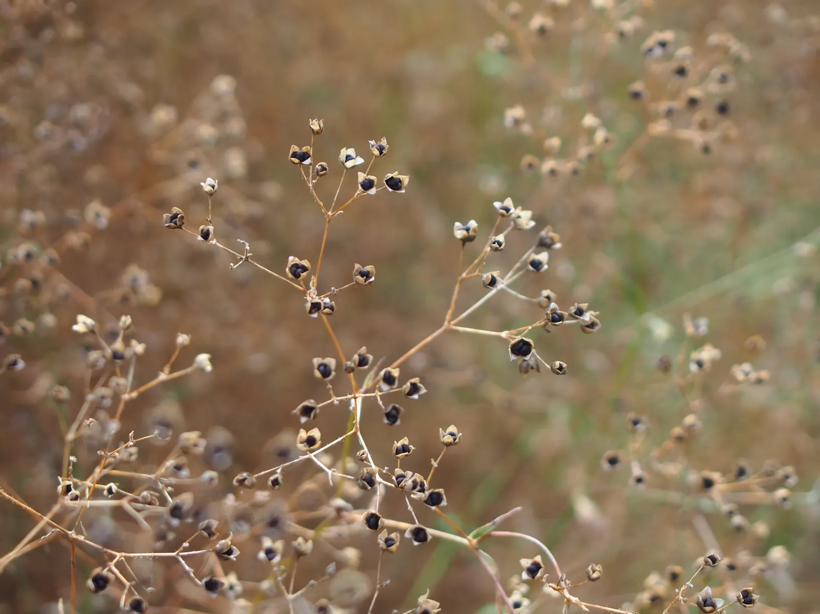 Baby's Breath, Baby'S-Breath (Gypsophila Paniculata) — it blooms from early summer to fall; but can tolerate partial shade, image 62
