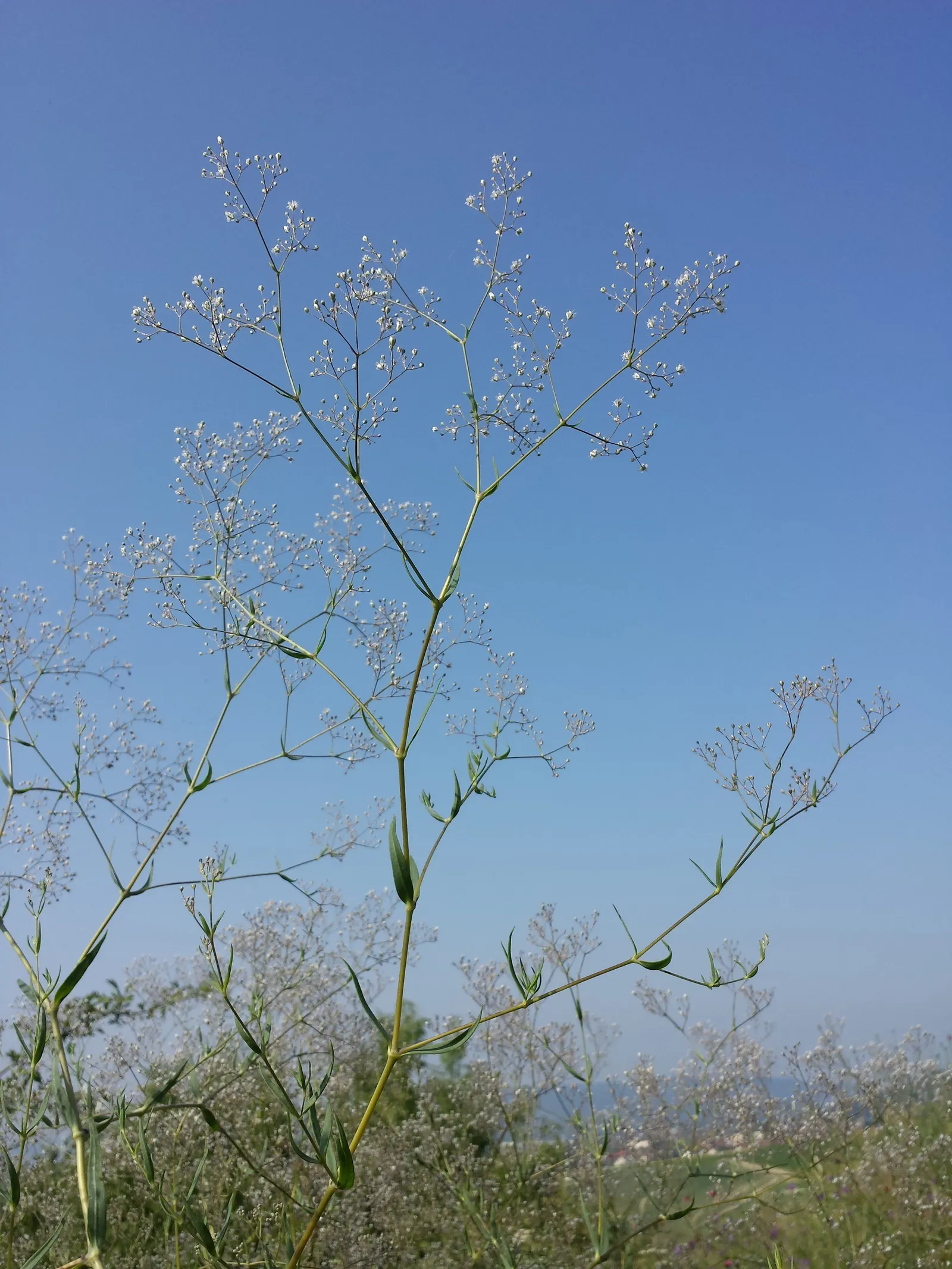 Baby's Breath, Baby'S-Breath (Gypsophila Paniculata) — but can tolerate partial shade; airy touch to any garden design, image 95