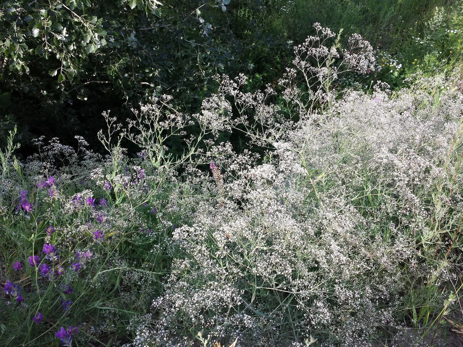 Baby's Breath, Baby'S-Breath (Gypsophila Paniculata) — Plant it in mass for a dramatic; airy touch to any garden design